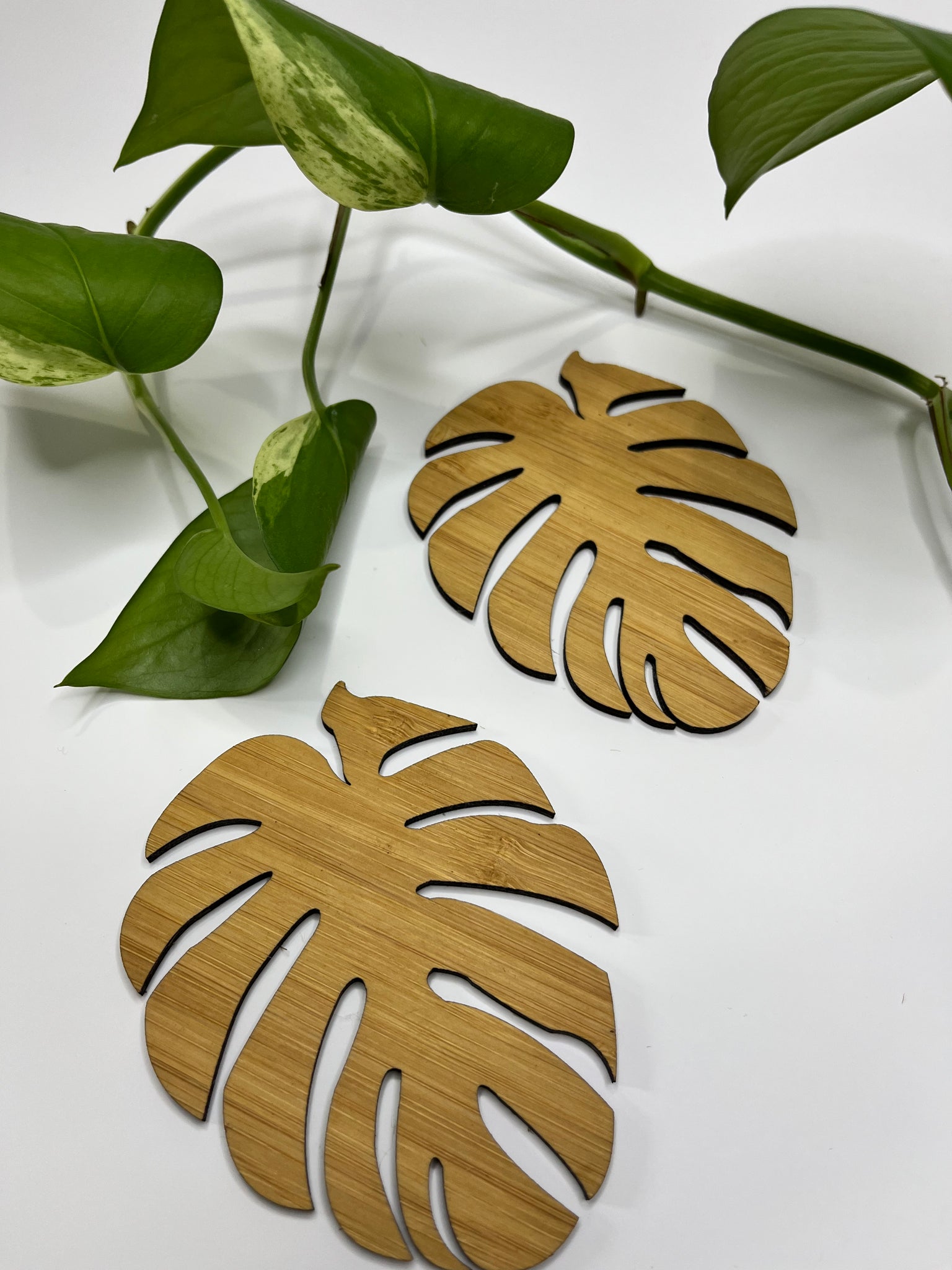 Monstera coasters.